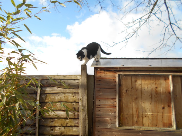 What's your DCat up to today? Episode 6, Return of the... Cats?