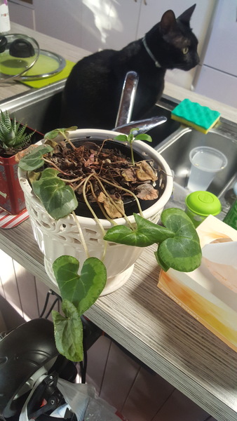 Why is my cyclamen so sad? (Pic)