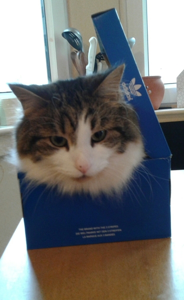 Maine Coon or Ragdoll?