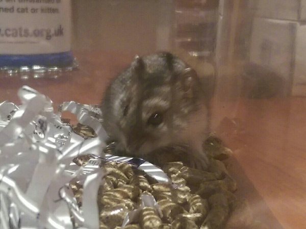 New Hamster name help. Obligatory photo attached.