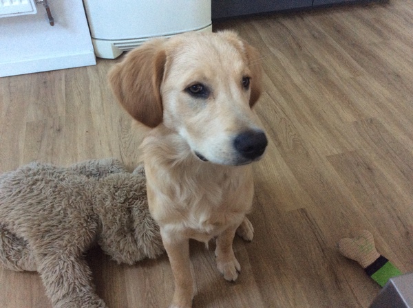 Center Parcs - 1st Time with dog