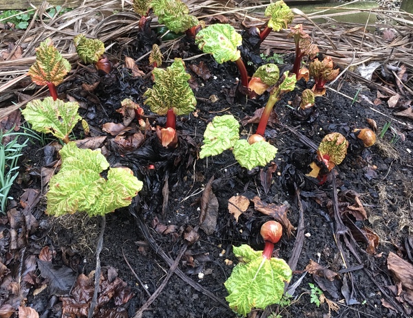 Allotment/Veg patch thread 11 'We bid  farewell to rainbow leaves but will keep plotting along'