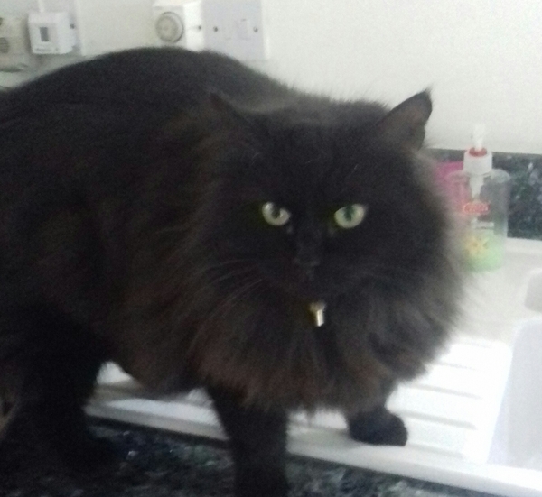 What's your DCat up to today? Episode 6, Return of the... Cats?