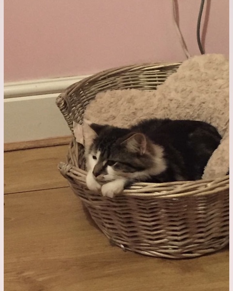 Adopting a cat