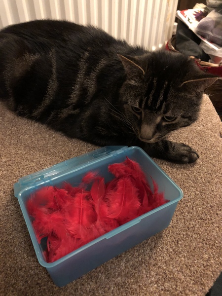 One toy mouse found for PB........