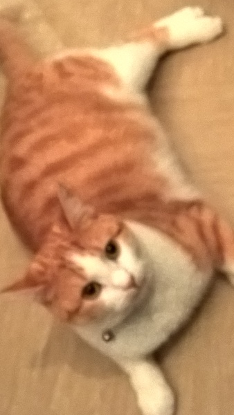 What did someone say a ginger cats life aim was?