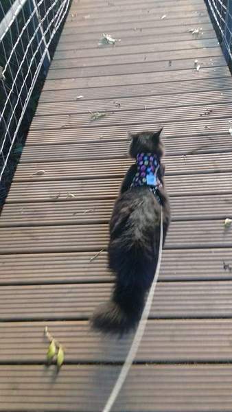 To think letting a cat go outside is NOT "Cruel" or "Abusive"?