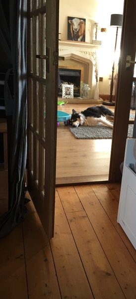 To think if you can't cope with a husky you can't cope with a border collie?
