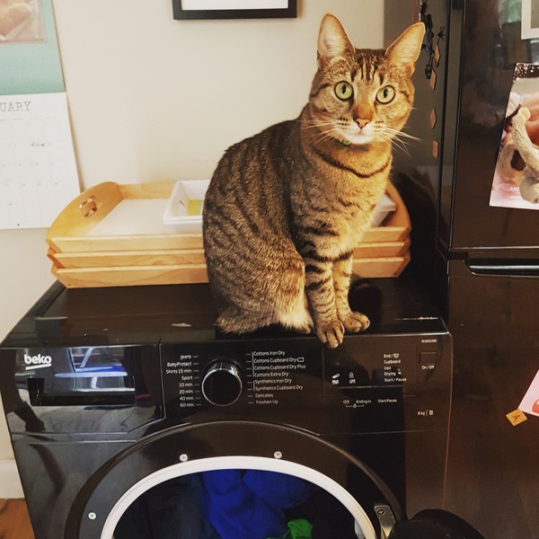 What's your DCat up to today? Episode 6, Return of the... Cats?