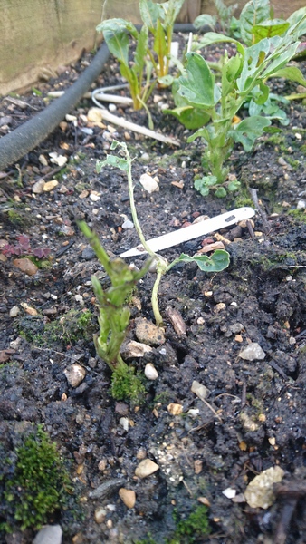 The first rule of potting shed is YOU ALWAYS talk about potting shed. The thread continues.