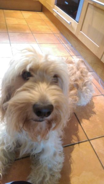 Cockerpoo