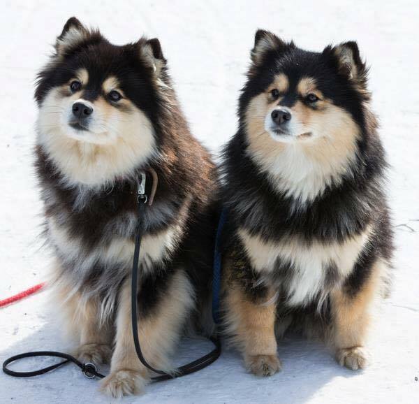 Sell me your dog breed!!!!