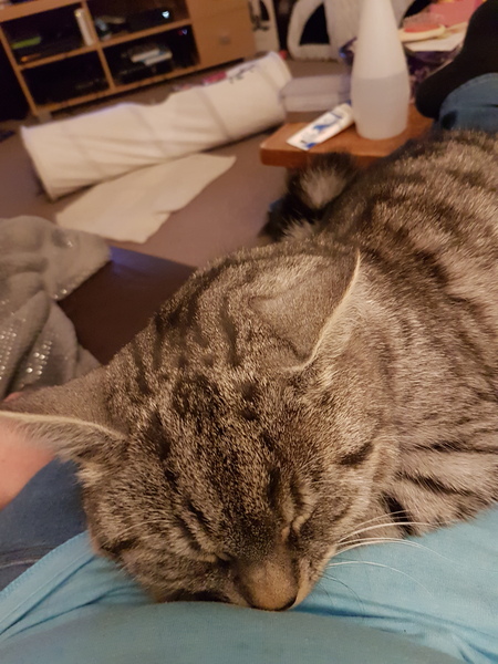What's your DCat up to today? Episode 6, Return of the... Cats?
