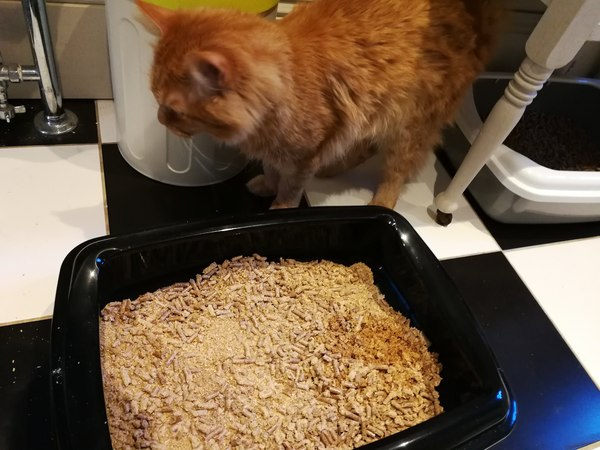 We've rehomed a Maine Coon and he's gorgeous in so many ways except for one.