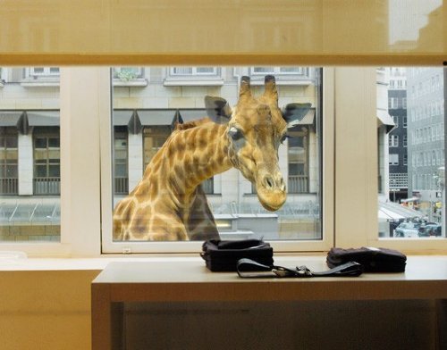Nosy neighbour