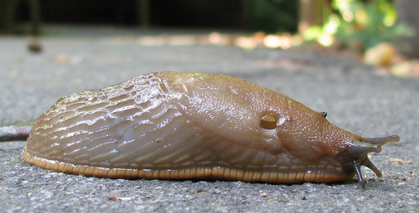 To think a slug couldnt do this?