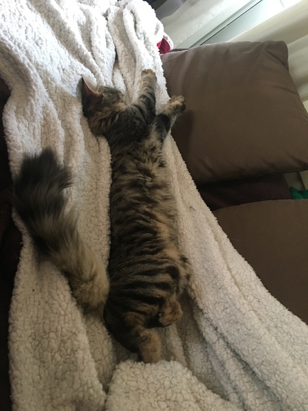 6 months old kitten is 7 pounds 7 (3k500)