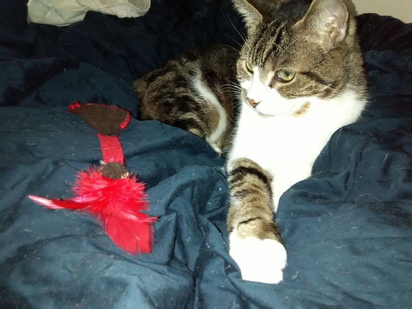 One toy mouse found for PB........