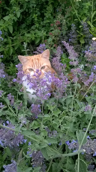 Fatty is stoned!