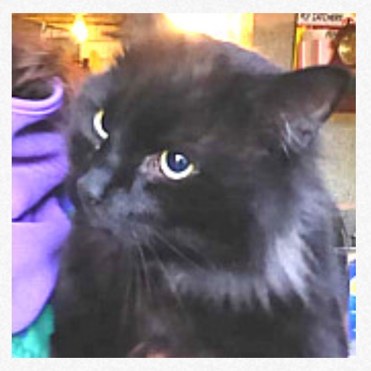 What's your DCat up to today? Episode 6, Return of the... Cats?