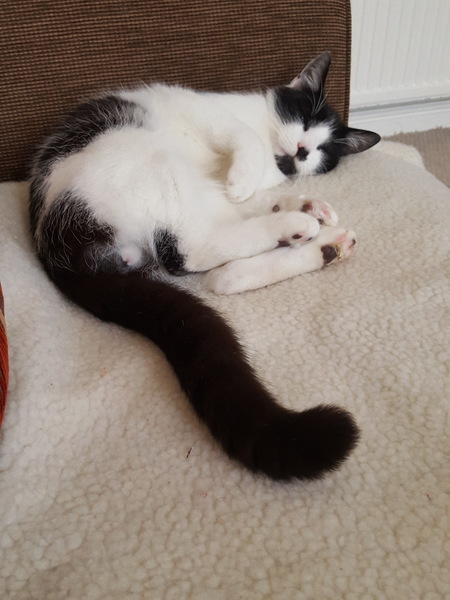 Let sleeping cats lie...