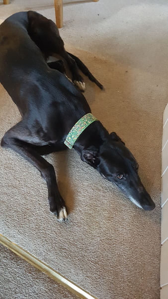 Name for new greyhound
