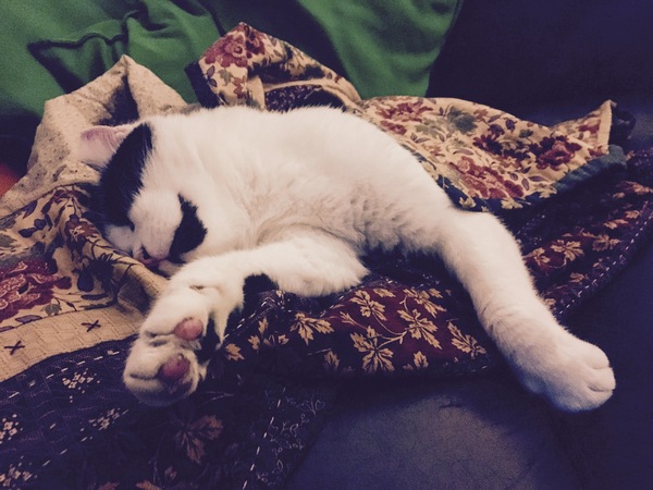 How did you find your lost cat?