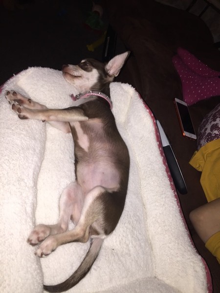 Puppy Survival Thread Part 5!