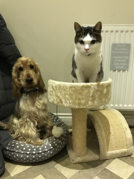Love my cats....am I letting them down with puppy?