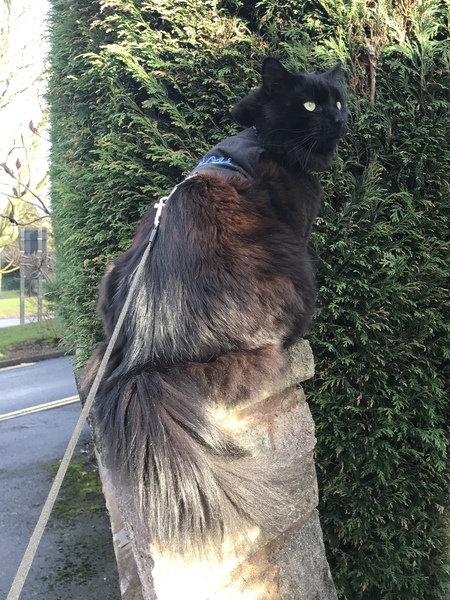 To think letting a cat go outside is NOT "Cruel" or "Abusive"?