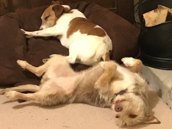 What do I need to know about having a dog on palliative chemotherapy?