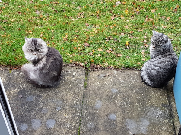 Long haired winter coat maintenance