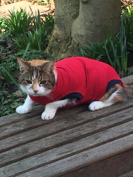 What's your DCat up to today? Episode 6, Return of the... Cats?