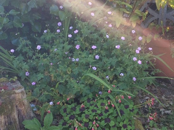 Please recommend me some hardy ground cover geraniums