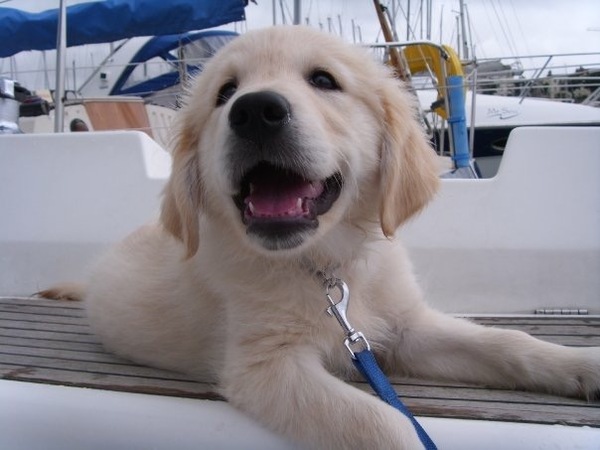 Golden retriever- nasal cancer