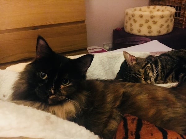 What's your DCat up to today? Episode 6, Return of the... Cats?