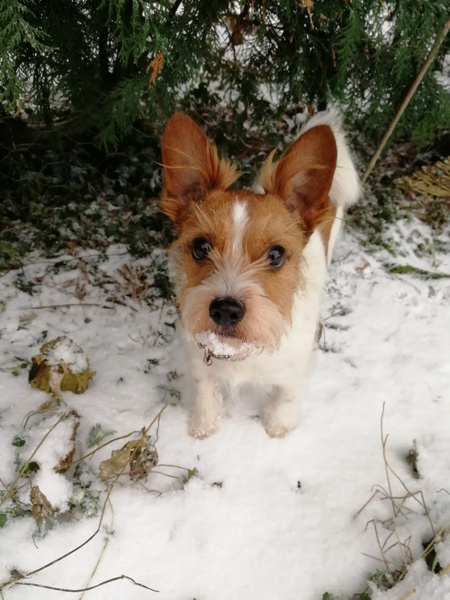 Is anyone else's dog loving the snow!
