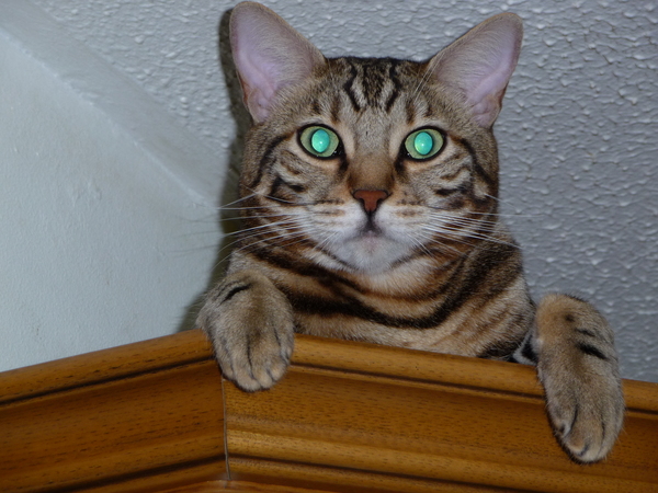 Bengal has scratched DD friend