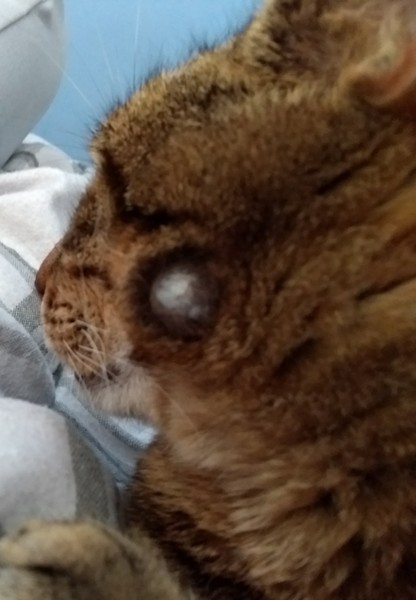 is cat sporn a thing?