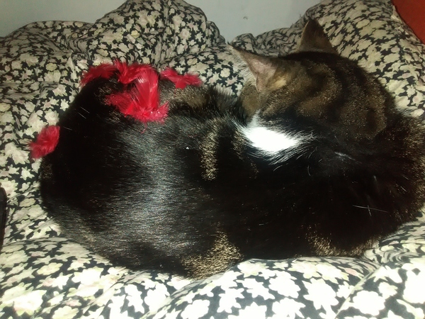 One toy mouse found for PB........