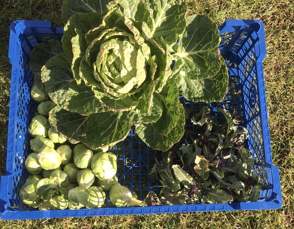 Allotment/Veg patch thread 11 'We bid  farewell to rainbow leaves but will keep plotting along'