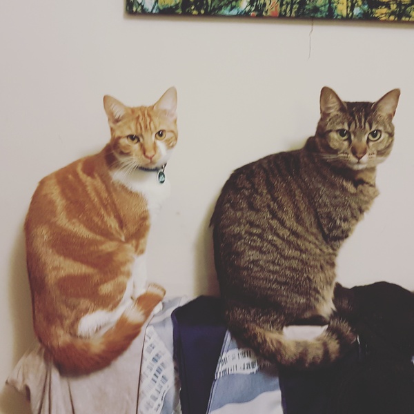 What's your DCat up to today? Episode 6, Return of the... Cats?