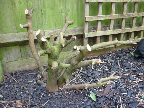 can I prune cornus now already?
