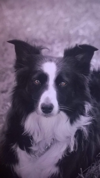 To think if you can't cope with a husky you can't cope with a border collie?