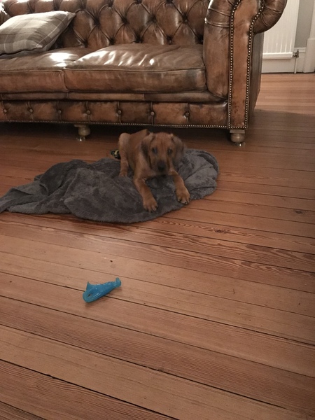 Puppy and irritated feet?