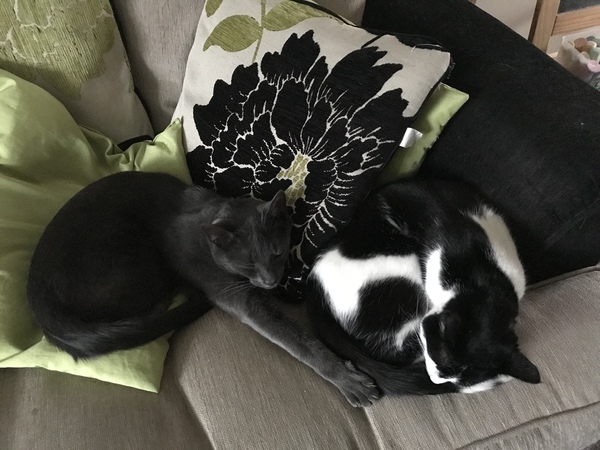 Let sleeping cats lie...