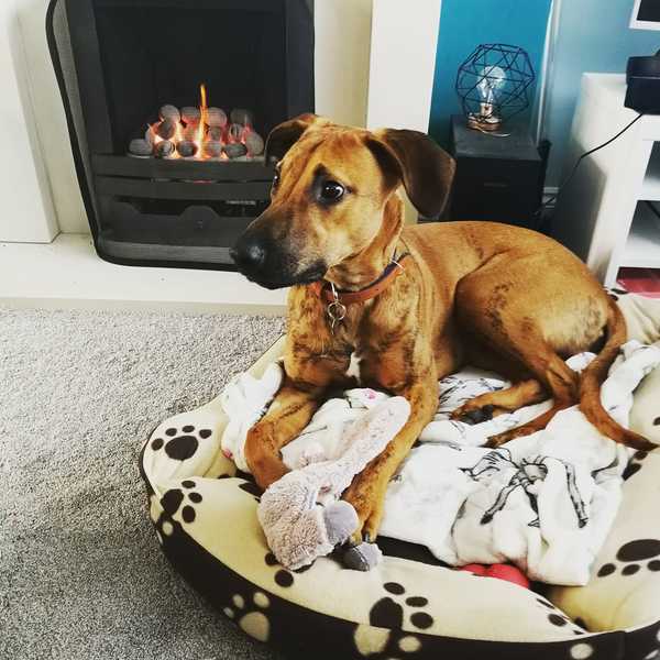 Rehoming a dog - impossible?