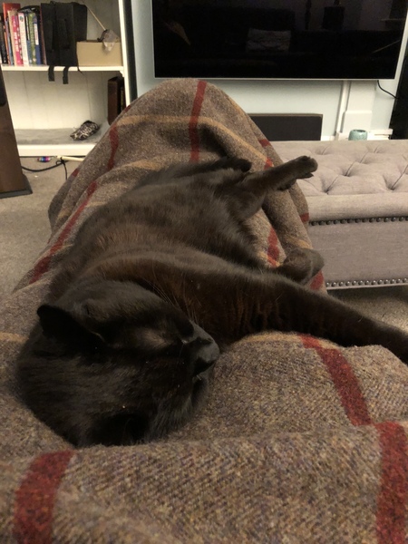 How do you keep your cats in at night?