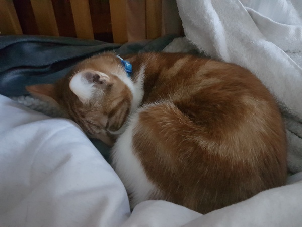What's your DCat up to today? Episode 6, Return of the... Cats?