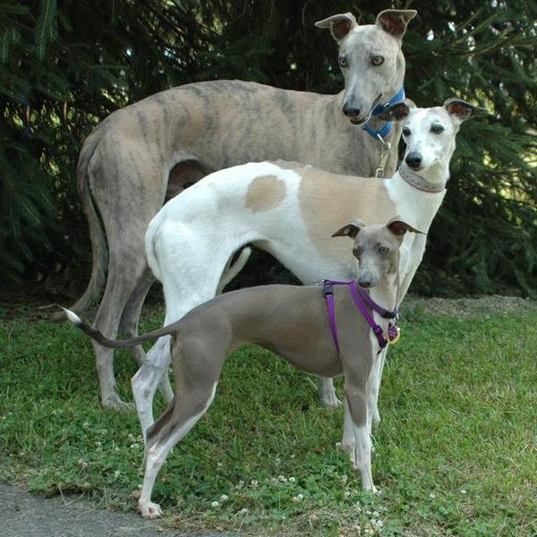 Family dog what breed?